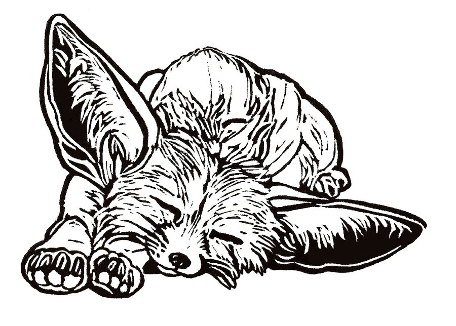 900x644 Fennec Fox By Tinkerpaws