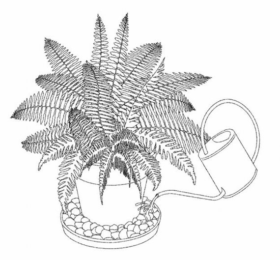 570x529 Fern Plants Garden Design