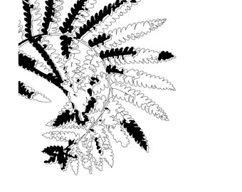 340x270 Fern Illustration Etsy