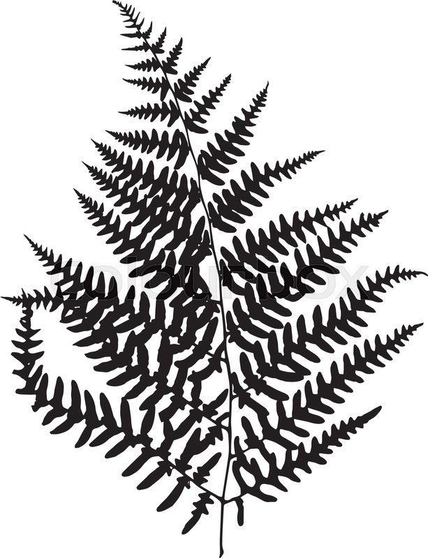 613x800 Fern Leaf Silhouette. Vector Illustration Stock Vector Colourbox