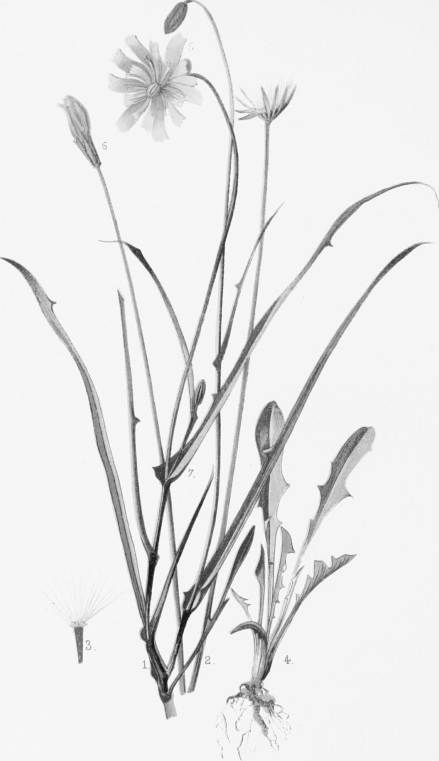 1428x2472 Filethe Native Flowers And Ferns Of The United States In Their