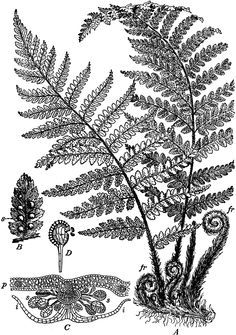 236x335 Image Result For Fern Tattoo Drawing Tatoos I Love