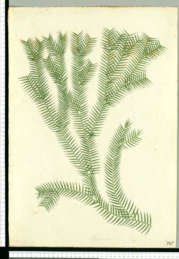 622x900 Lycopodium Botanica Botanical Illustration