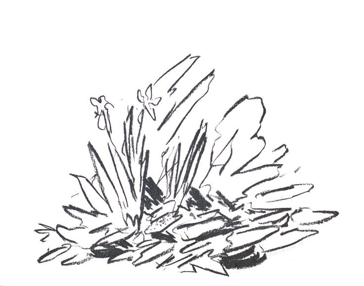 736x578 53 Best Flowers, Forests, And Ferns Charcoal And Ink Drawings