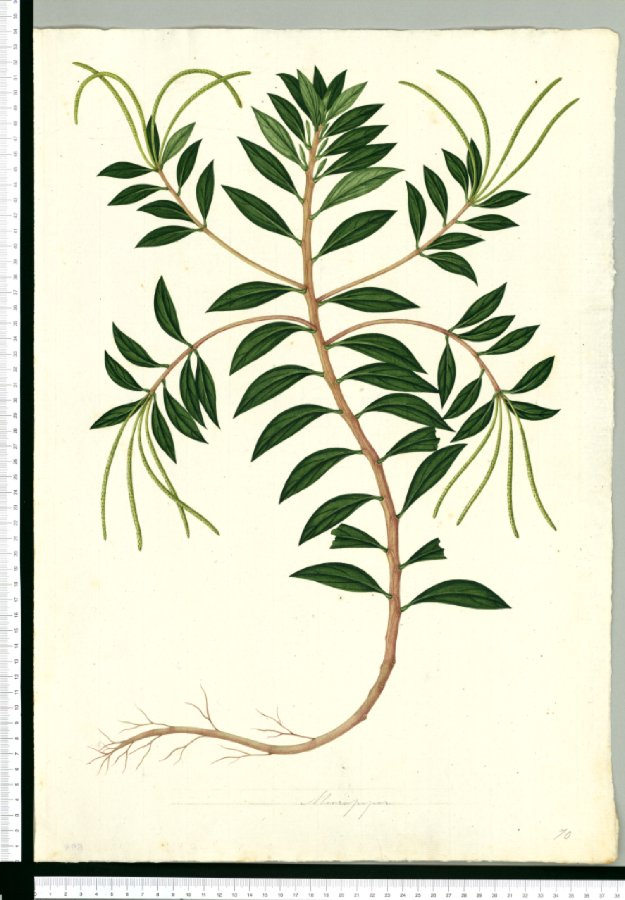 625x900 Micropiper Botanical Illustration Botanical Prints