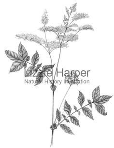 236x307 Queen Anne's Lace And President Of United States