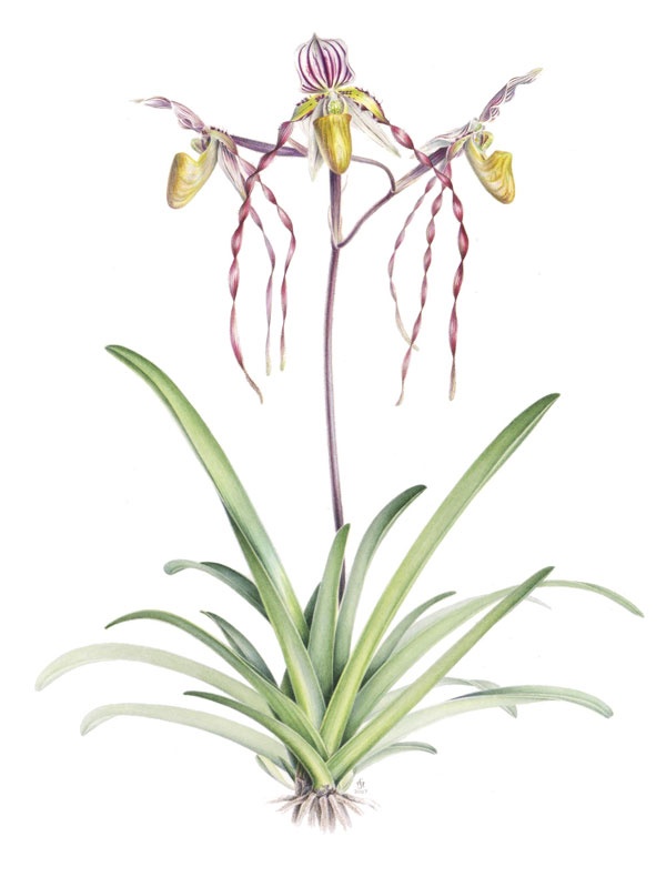 600x790 76 Best Botanical Illustrations Images On Botanical