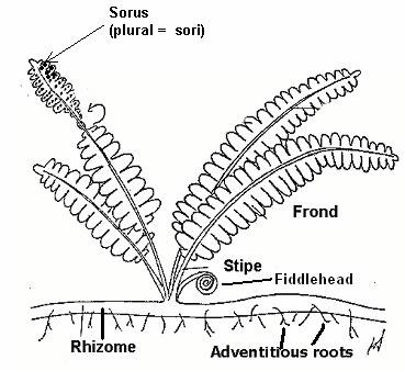 Fern Botanical Drawing at GetDrawings | Free download