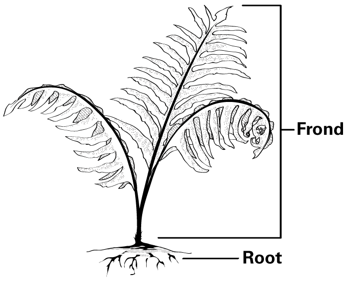 700x571 A Fern Has Three Parts, The Fronds, Leaves, The Rhizoids,