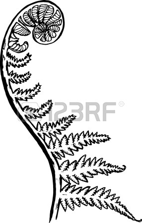 286x450 Black And White Picture Of A Fractal Leaf. Spiral Fern Royalty