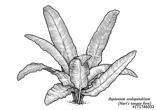 500x354 Adder's Tongue Fern Illustration, Drawing, Engraving, Ink, Line