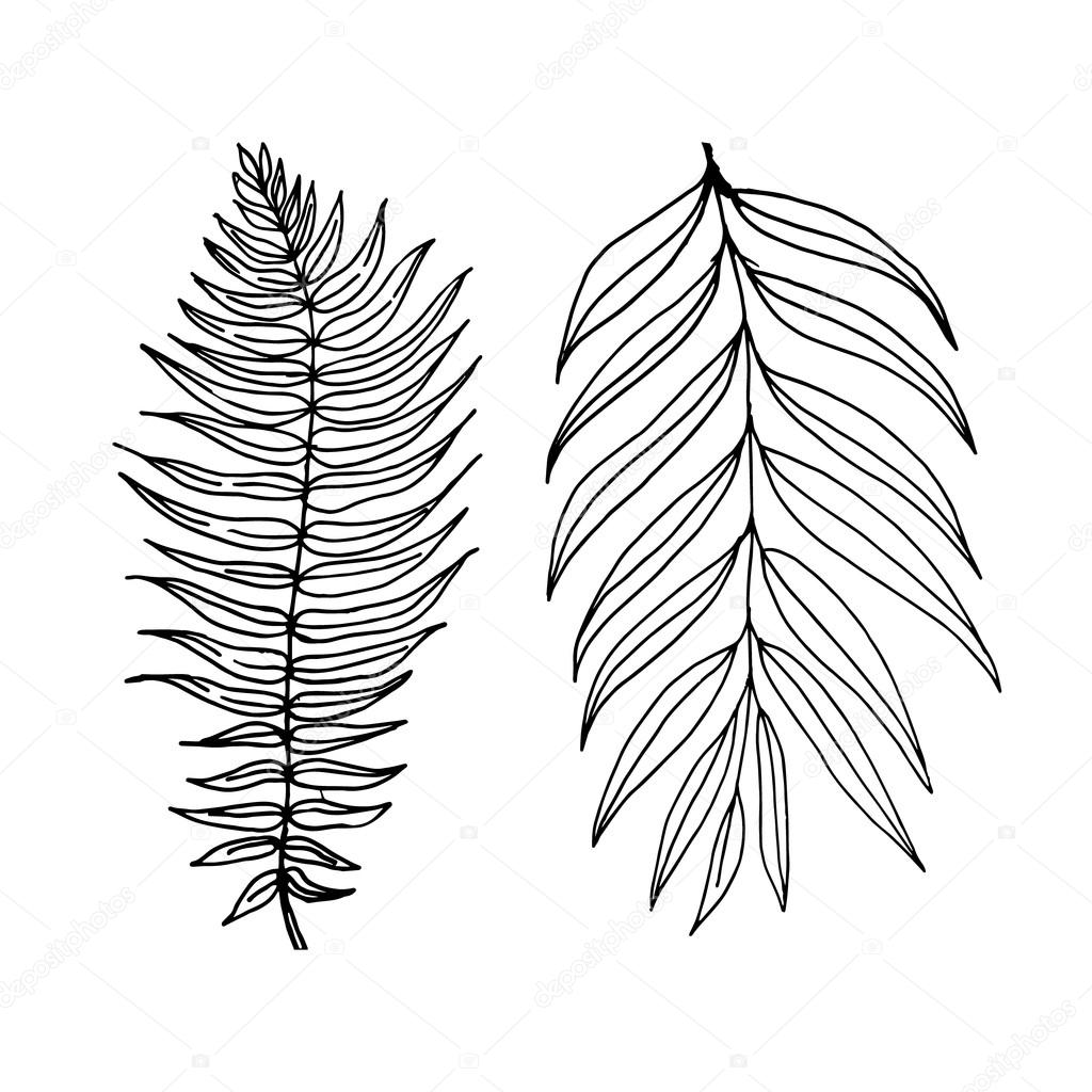 1024x1024 Fern And Palm Leaves Stock Vector Julija Grozyan