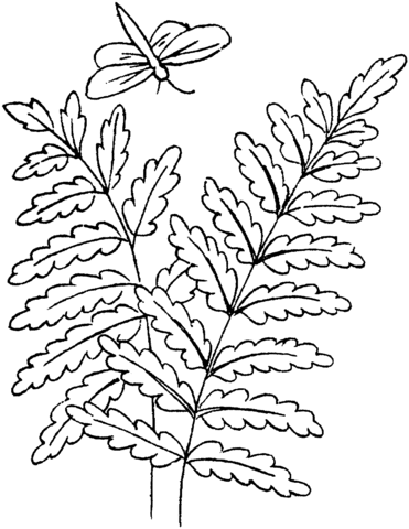 371x480 Fern Leaves And A Dragonfly Coloring Page Free Printable
