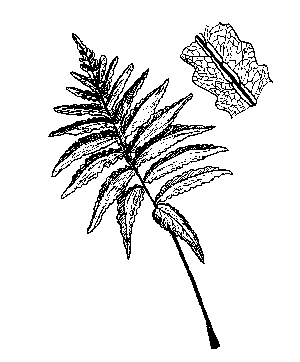 300x362 Ferns Of Pittsylvania County