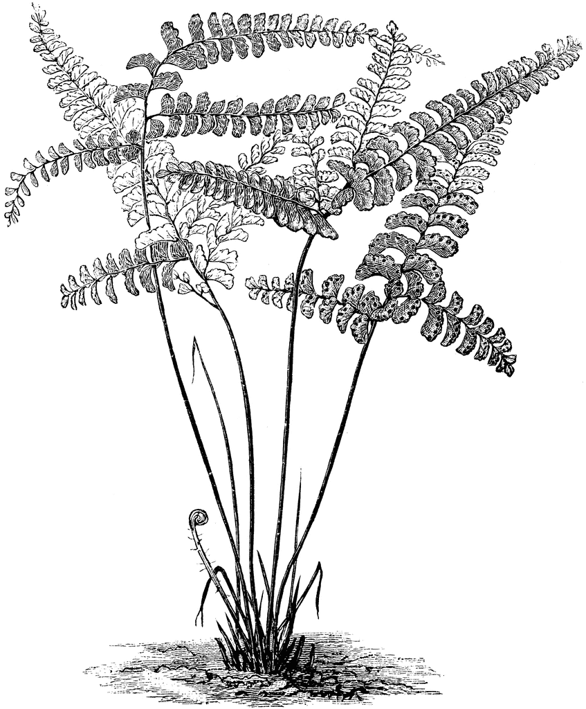 847x1024 Adiantum Diaphanum Fern Clipart Etc