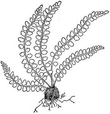 360x374 How To Know The Ferns (7th Ed)group V