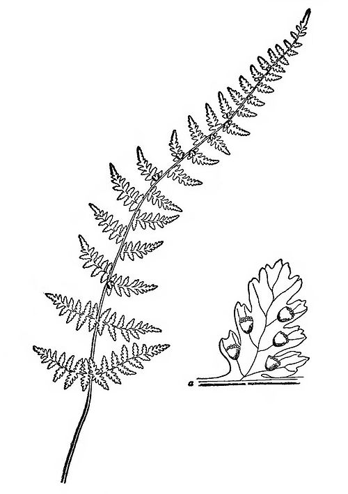 500x708 How To Know The Ferns (7th Ed)group Vi