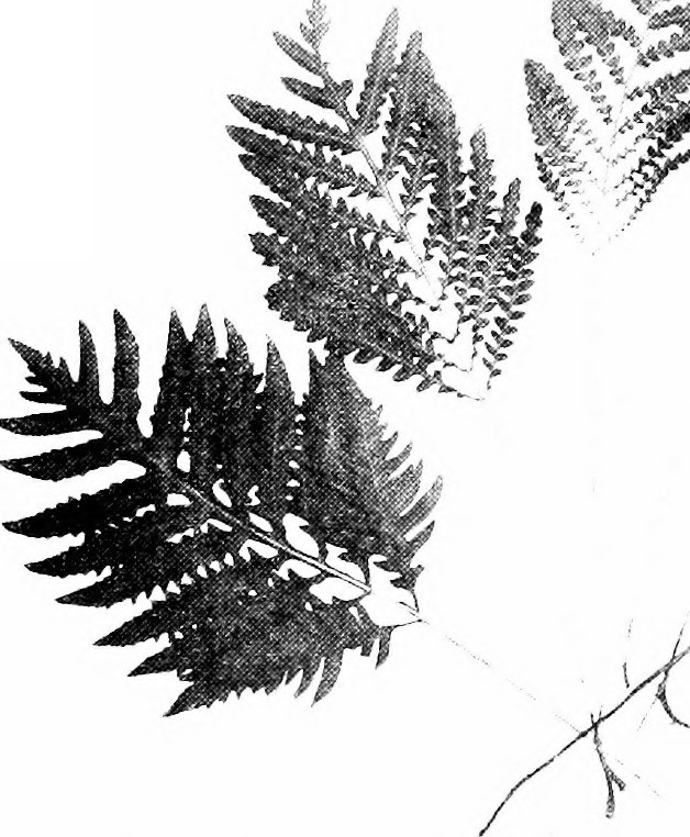 628x762 Image From Page 174 Of The Fern Lover's Companion