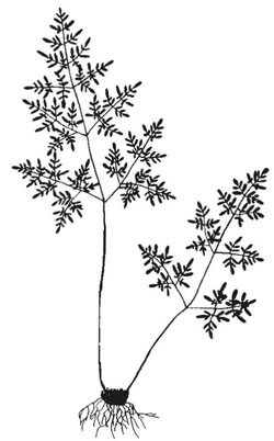 250x402 Vol 13, No 3