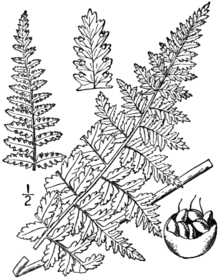 220x279 Hay Scented Fern