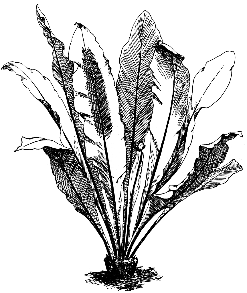 863x1024 Asplenium Nidus Clipart Etc