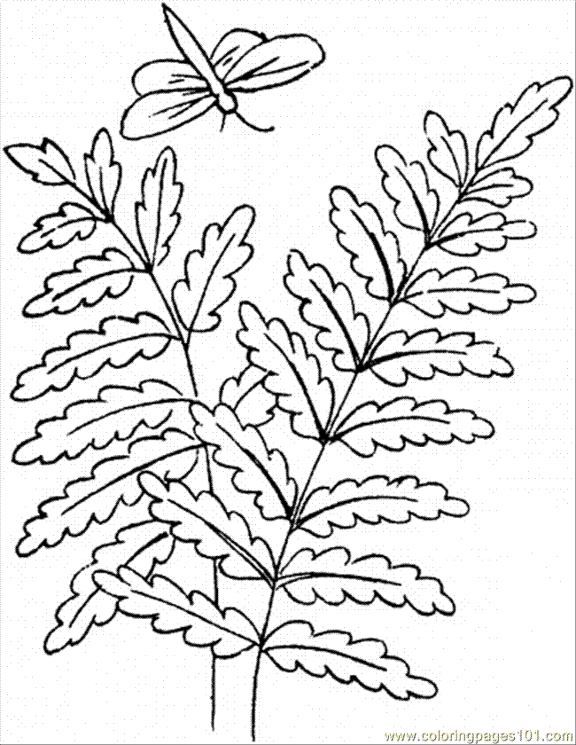 650x840 Fern 12 Coloring Page