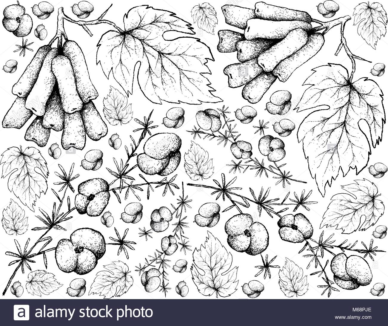 1300x1091 Fern Black And White Stock Photos Amp Images