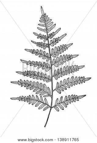 318x470 Fern Leaf Isolated. Vector Vector Amp Photo Bigstock