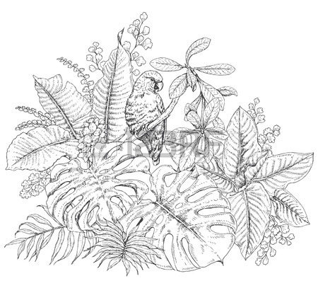 450x407 Hand Drawn Branches And Leaves Of Tropical Plants. Monochrome