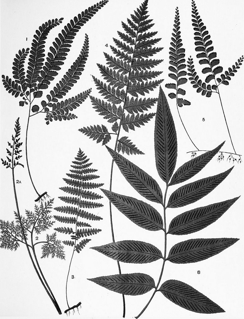 785x1024 Image From Page 200 Of The Ferns Of New Zealand And Its