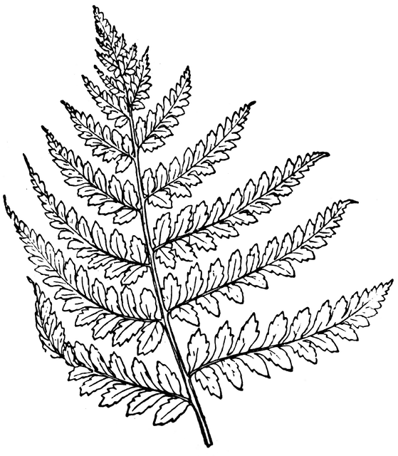 559x640 Lady Fern Clipart Etc