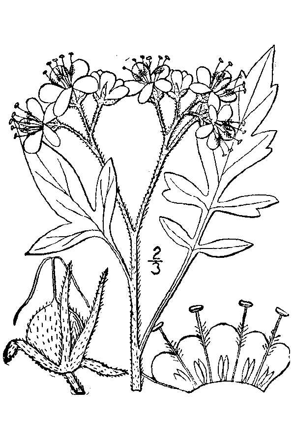 600x900 Large Image For Phacelia Bipinnatifida (Fernleaf Phacelia) Usda