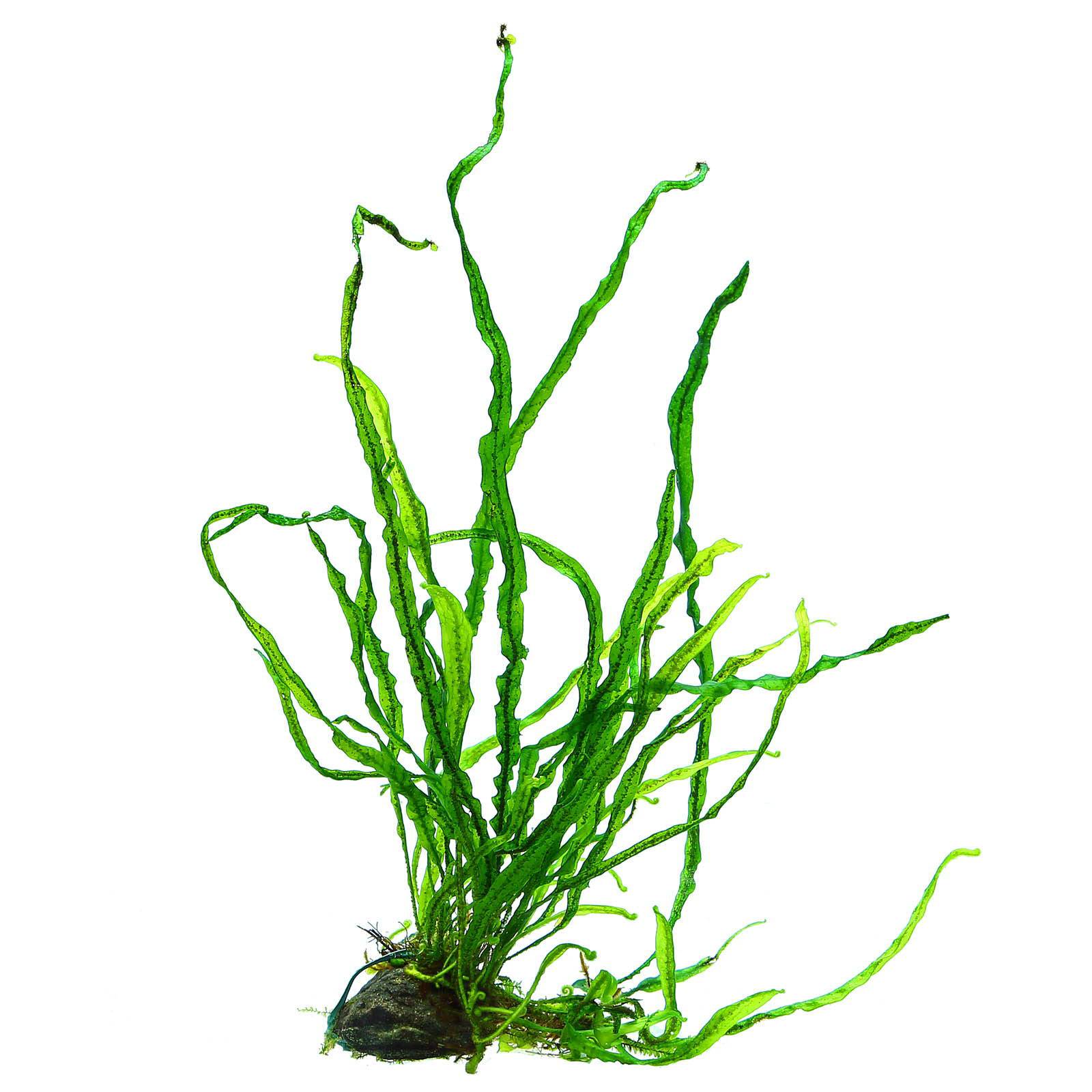 1600x1600 Microsorum Pteropus