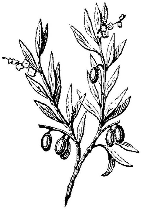 588x868 Olive Leaf Fern Tattoo Designs On Chest Photo