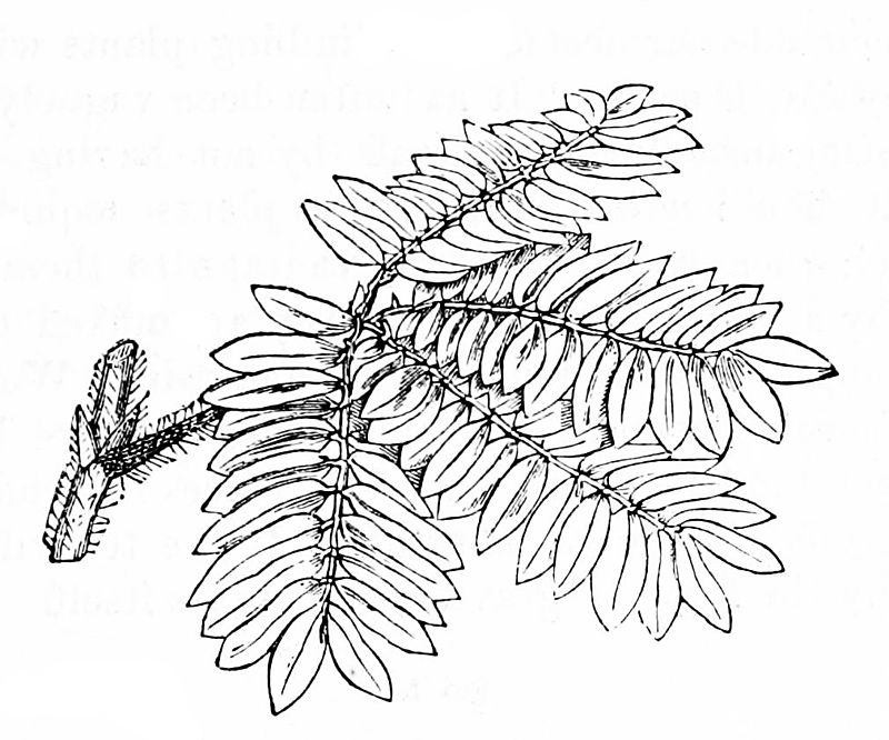 800x666 Plants Stefene Russell