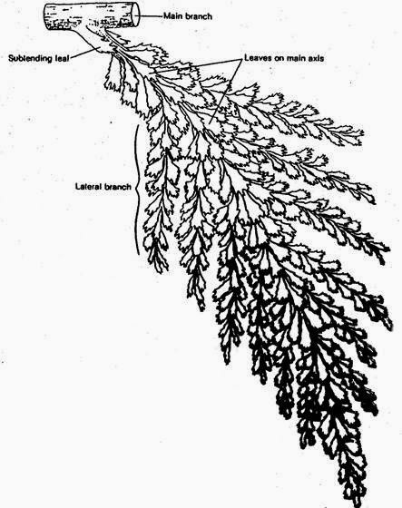 443x560 Botany Professor A Leaf By Any Other Name