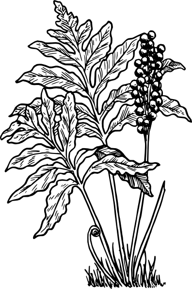 396x595 Fern Clip Art