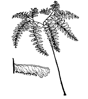 300x337 Ferns Of Pittsylvania County