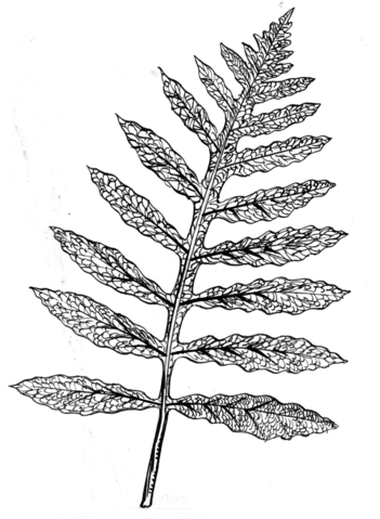 351x479 Filesensitive Fern (Line Art) (Psf S 820011 (Cropped)).png