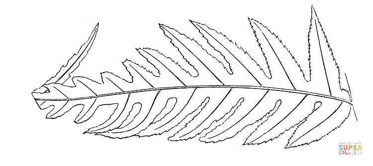 750x334 Huge Fern Leaf Coloring Page Free Printable Coloring Pages