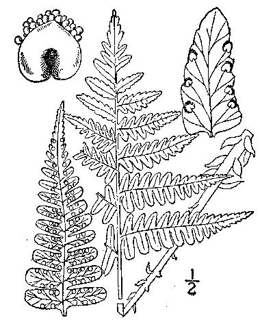380x486 Marginal Wood Fern, Marginal Shield Fern, Dryopteris Marginalis (L