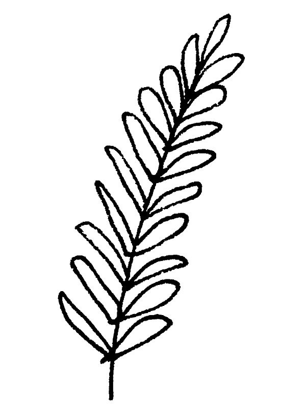600x814 Picture Of Fern Fronds