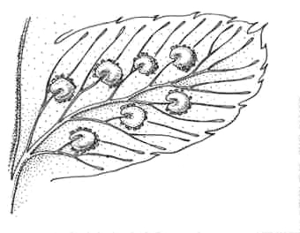 1000x776 Dryopteris Clintoniana (Clinton's Wood Fern) Go Botany