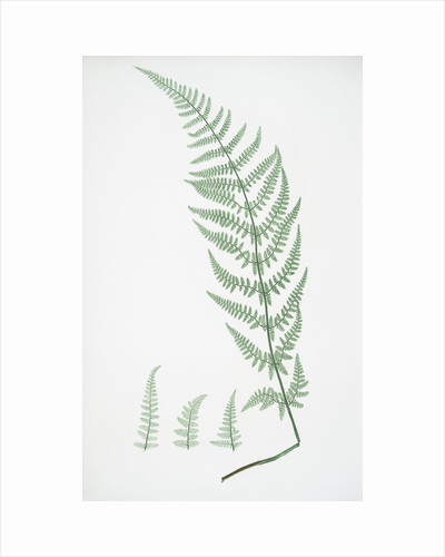 400x500 Fern Posters Fern Prints