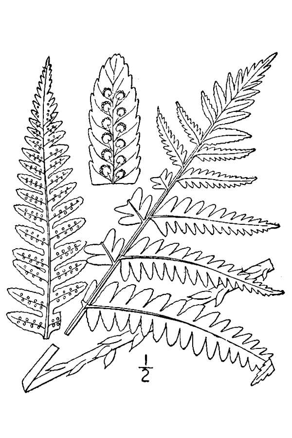 600x900 Ferns Archives Page 2 Of 4 An Ecological Manual Of New York
