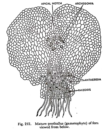 362x446 Ferns Reproduction And Life Cycle Botany