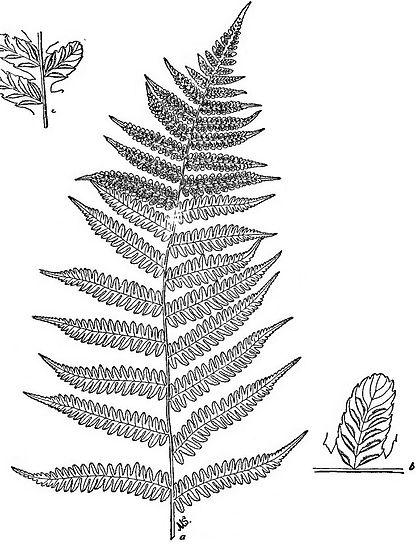 Ferns Drawing at GetDrawings | Free download