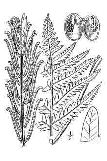 220x330 Plants Profile For Matteuccia Struthiopteris (Ostrich Fern)