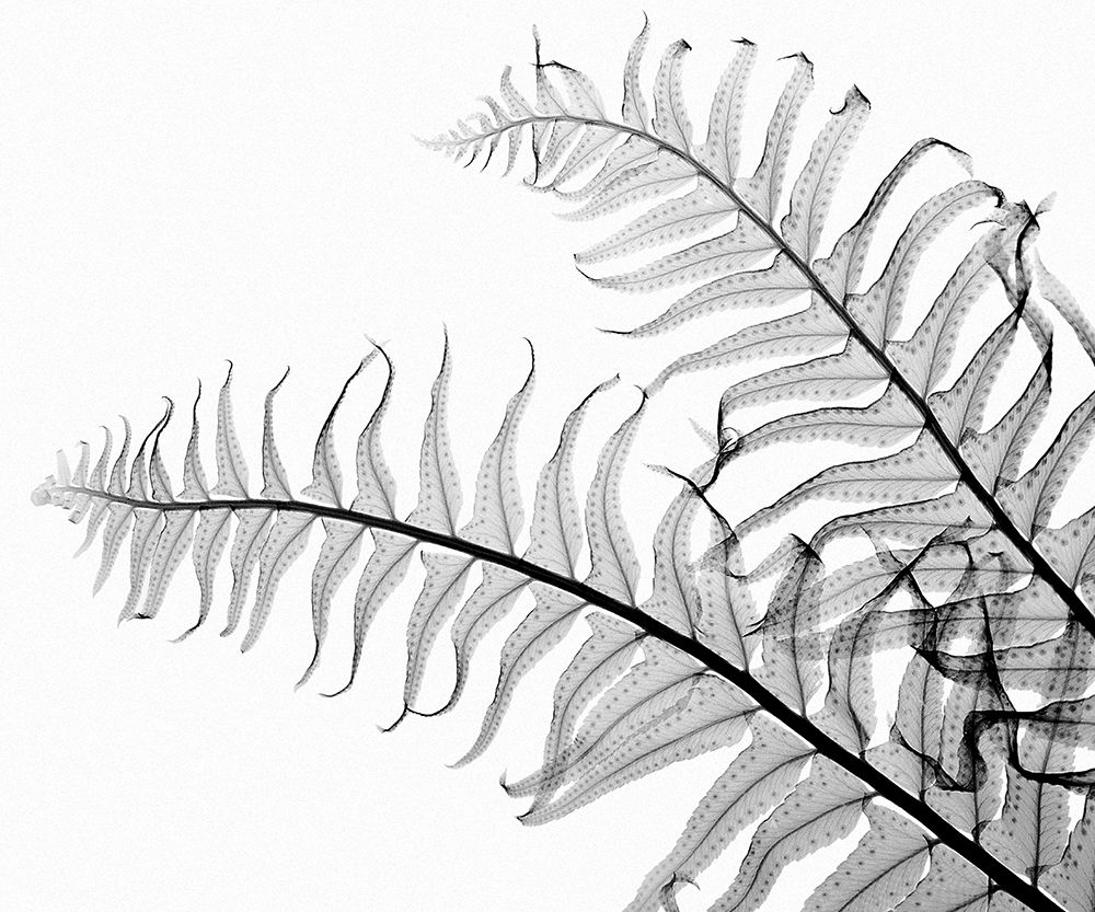 1000x833 Steven N. Meyers Biography Of The Artist