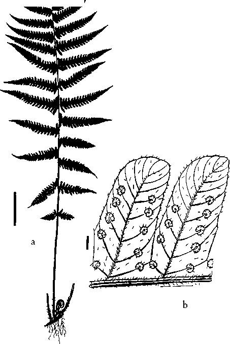 453x678 Tectaria Gemmifera (Fee) Alston